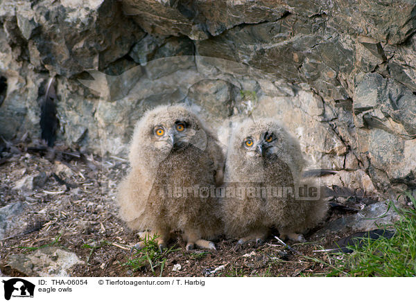 eagle owls / THA-06054