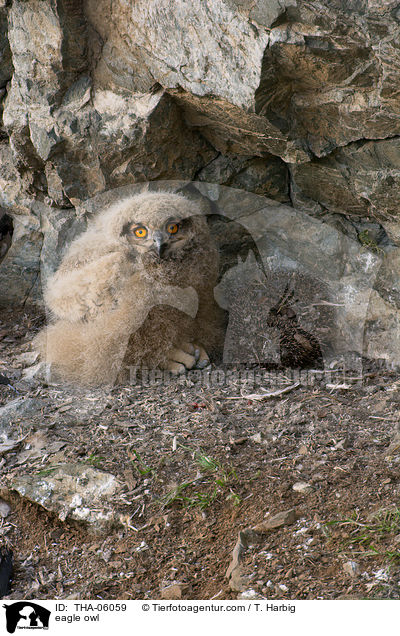 eagle owl / THA-06059