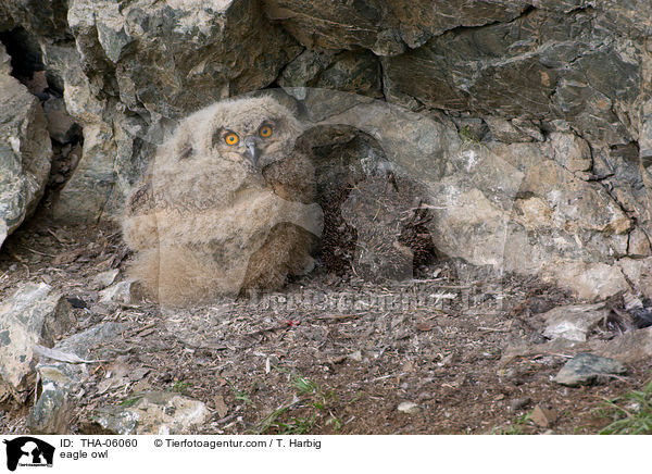 eagle owl / THA-06060
