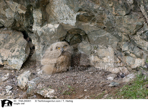 eagle owl / THA-06061