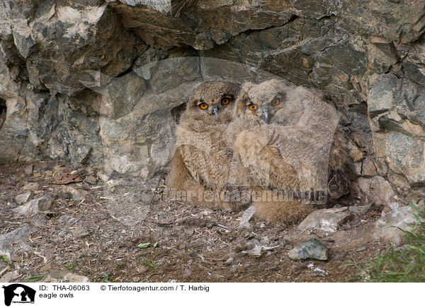 eagle owls / THA-06063
