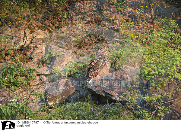 eagle owl / MBS-16787