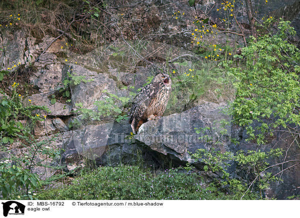 eagle owl / MBS-16792