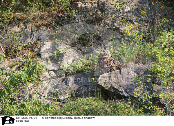 eagle owl / MBS-16797