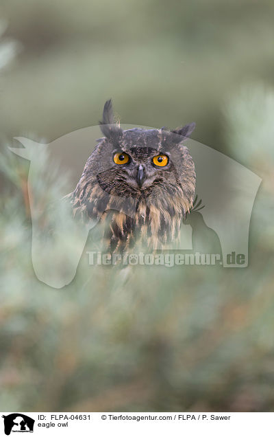 eagle owl / FLPA-04631