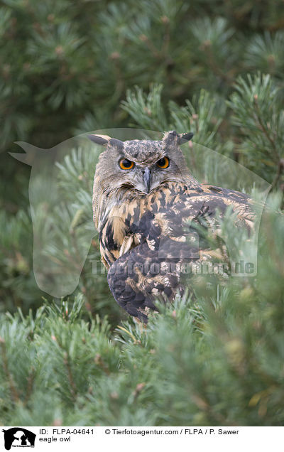 eagle owl / FLPA-04641