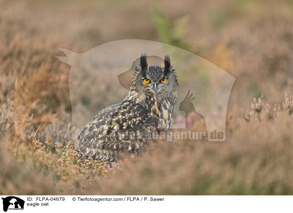 eagle owl / FLPA-04679