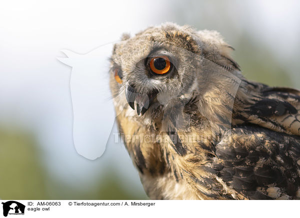 Uhu / eagle owl / AM-06063