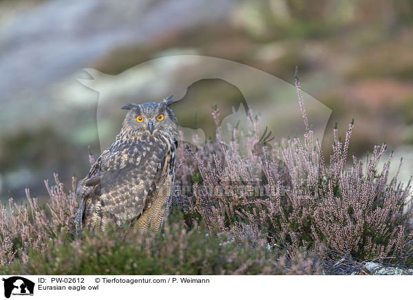 Eurasian eagle owl / PW-02612