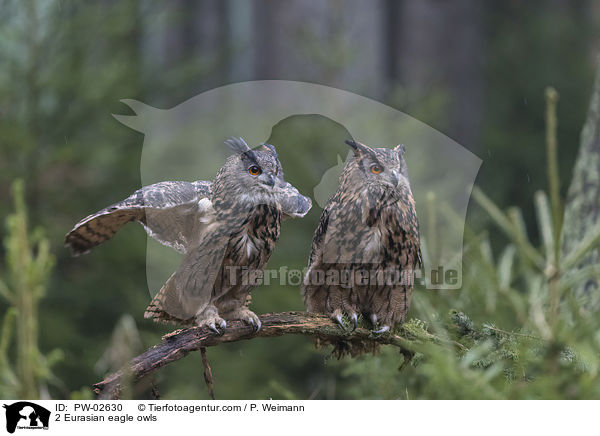 2 Uhus / 2 Eurasian eagle owls / PW-02630