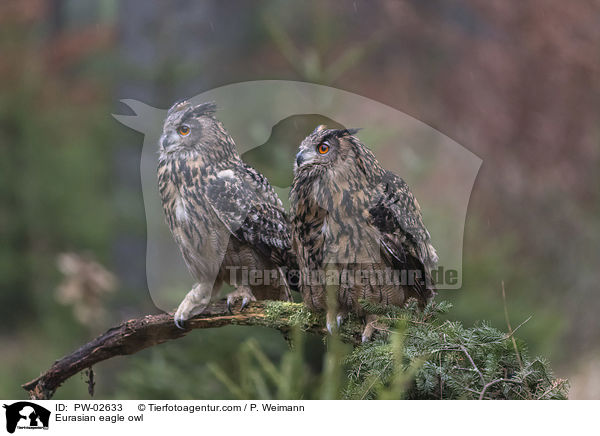 Uhu / Eurasian eagle owl / PW-02633