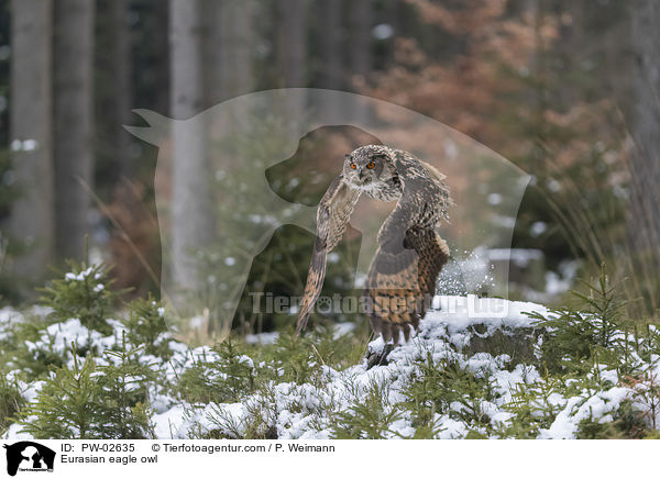 Uhu / Eurasian eagle owl / PW-02635