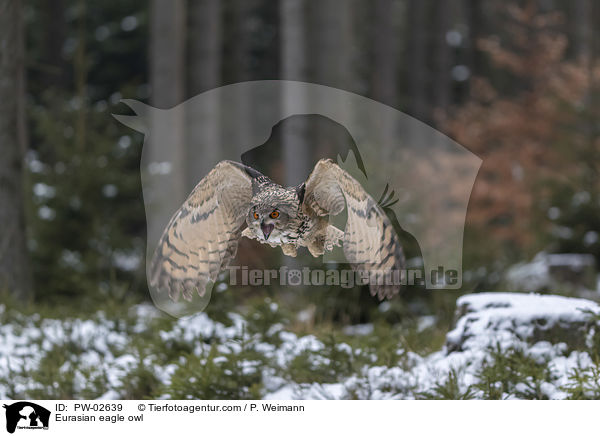 Uhu / Eurasian eagle owl / PW-02639