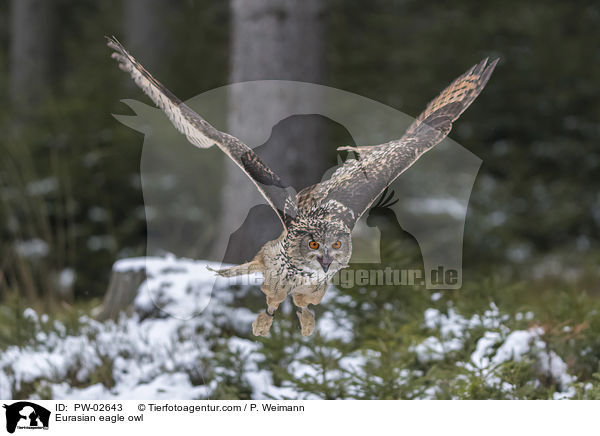 Uhu / Eurasian eagle owl / PW-02643
