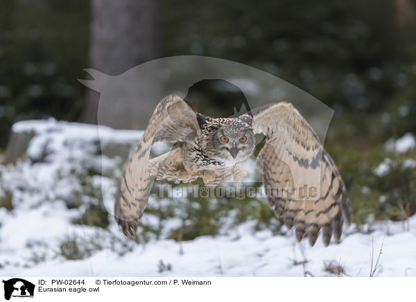 Uhu / Eurasian eagle owl / PW-02644