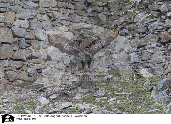 fliegender Uhu / flying eagle owl / PW-06087