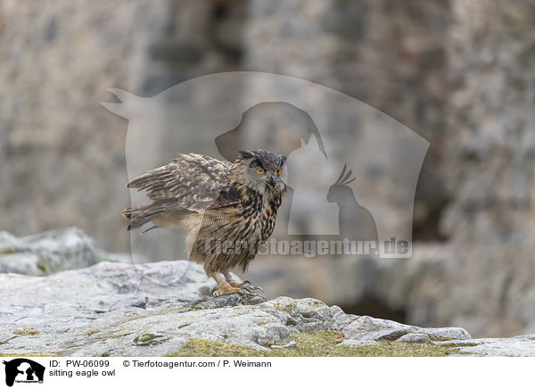 sitzender Uhu / sitting eagle owl / PW-06099