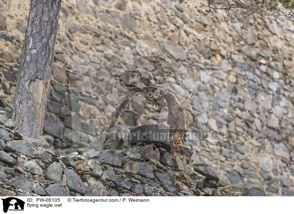 fliegender Uhu / flying eagle owl / PW-06105