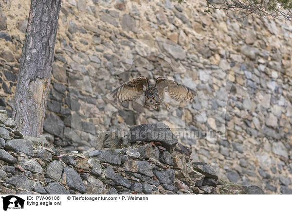 fliegender Uhu / flying eagle owl / PW-06106