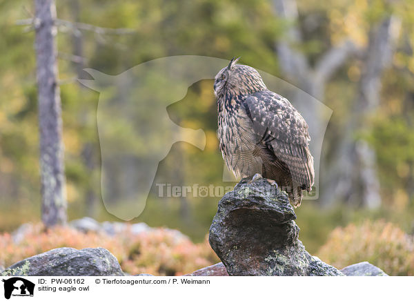 sitting eagle owl / PW-06162