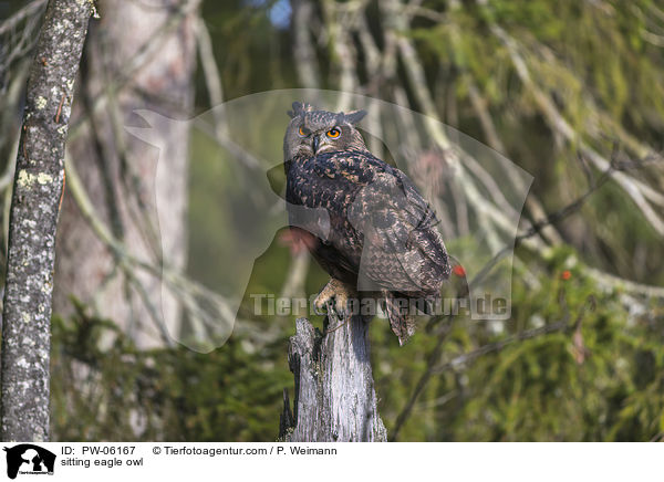 sitting eagle owl / PW-06167