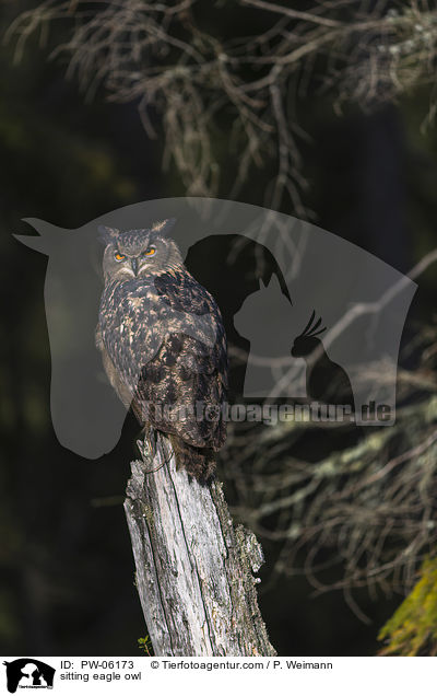 sitting eagle owl / PW-06173