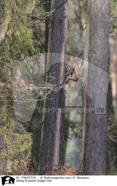 sitzender Uhu / sitting Eurasian Eagle Owl / PW-07724