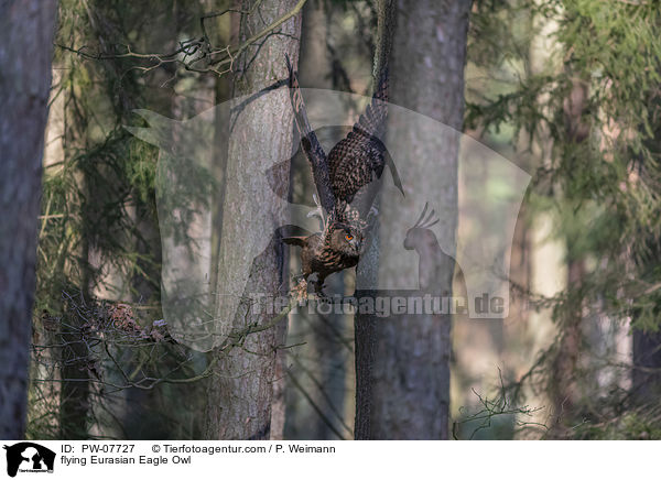 fliegender Uhu / flying Eurasian Eagle Owl / PW-07727