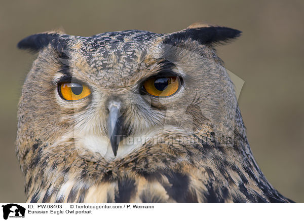 Uhu Portrait / Eurasian Eagle Owl portrait / PW-08403