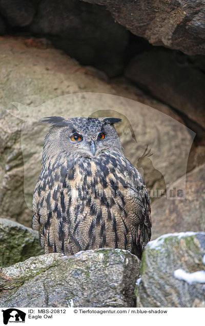 Uhu / Eagle Owl / MBS-20812