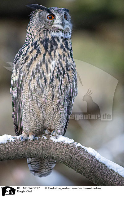 Eagle Owl / MBS-20817