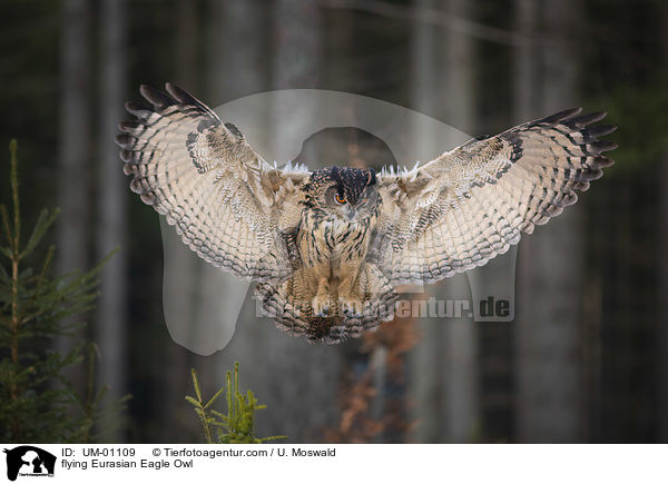 fliegender Uhu / flying Eurasian Eagle Owl / UM-01109