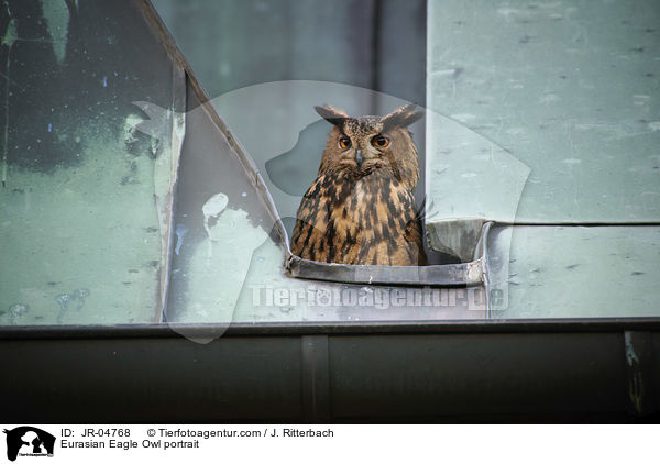 Uhu Portrait / Eurasian Eagle Owl portrait / JR-04768