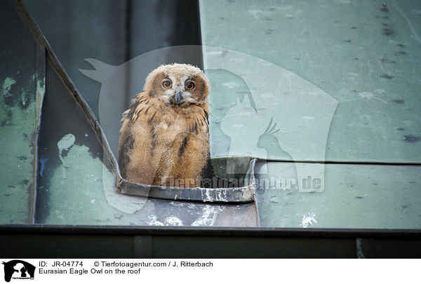 Uhu auf dem Dach / Eurasian Eagle Owl on the roof / JR-04774