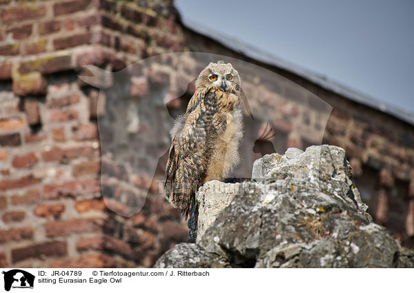 sitzender Uhu / sitting Eurasian Eagle Owl / JR-04789