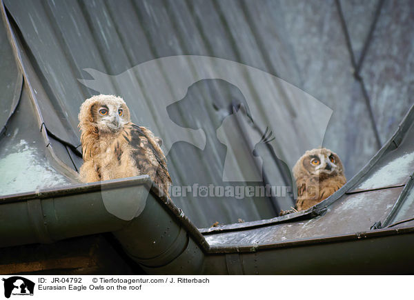 Uhus auf dem Dach / Eurasian Eagle Owls on the roof / JR-04792