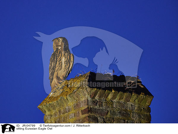 sitzender Uhu / sitting Eurasian Eagle Owl / JR-04799
