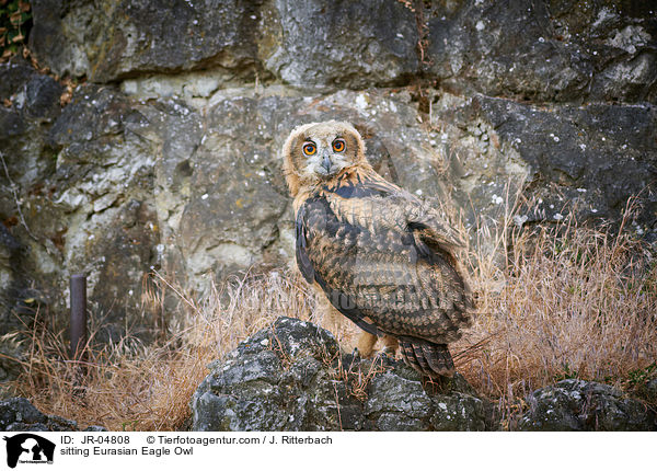 sitzender Uhu / sitting Eurasian Eagle Owl / JR-04808