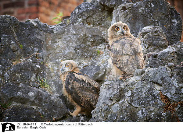 Uhus / Eurasian Eagle Owls / JR-04811