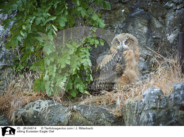 sitzender Uhu / sitting Eurasian Eagle Owl / JR-04814