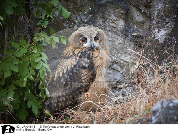 sitzender Uhu / sitting Eurasian Eagle Owl / JR-04818