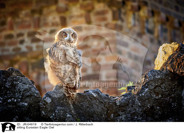 sitzender Uhu / sitting Eurasian Eagle Owl / JR-04819