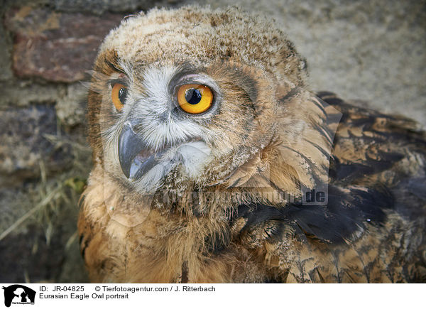 Uhu Portrait / Eurasian Eagle Owl portrait / JR-04825