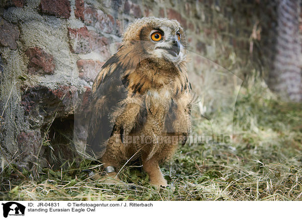 stehender Uhu / standing Eurasian Eagle Owl / JR-04831
