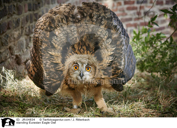 stehender Uhu / standing Eurasian Eagle Owl / JR-04834