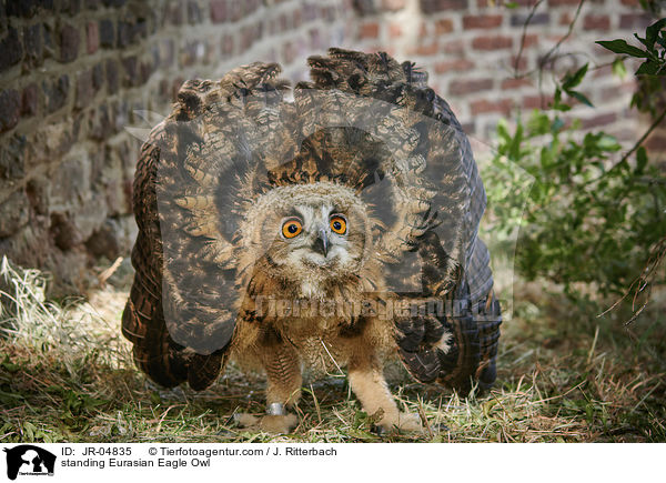 stehender Uhu / standing Eurasian Eagle Owl / JR-04835