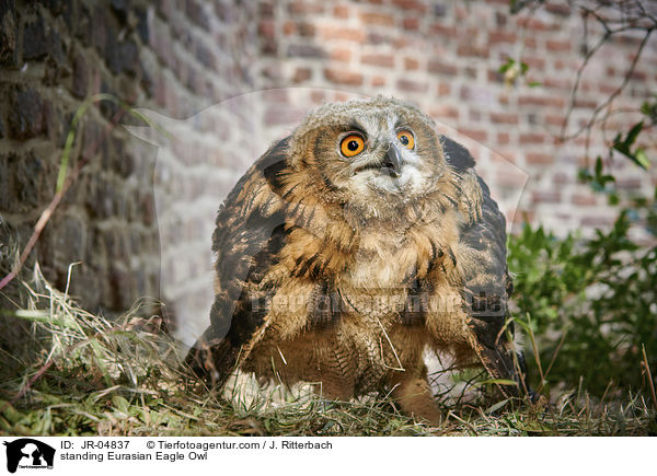 stehender Uhu / standing Eurasian Eagle Owl / JR-04837