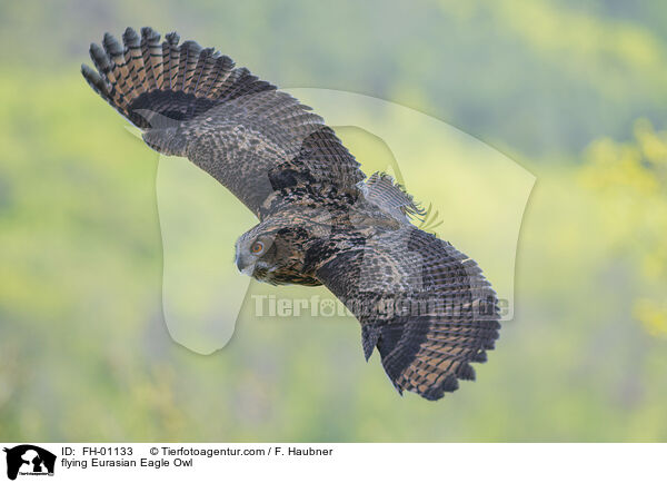 fliegender Uhu / flying Eurasian Eagle Owl / FH-01133