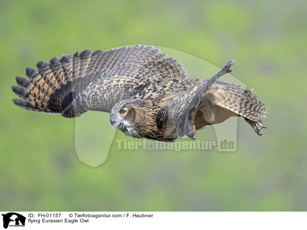 fliegender Uhu / flying Eurasian Eagle Owl / FH-01157