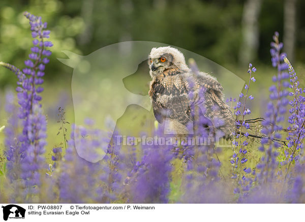 sitzender Uhu / sitting Eurasian Eagle Owl / PW-08807